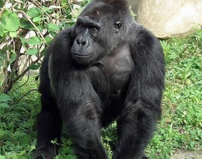 3 Days Congo Gorilla Trekking
