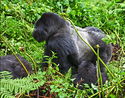 3 Days Gorilla Trekking Rwanda