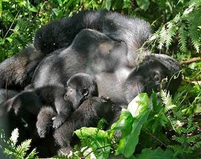 9 Days Gorilla Trekking Rwanda