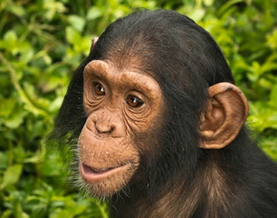 6 Days Uganda Primates Experience