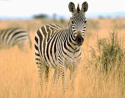 9 Days Uganda National Parks Safari Tour