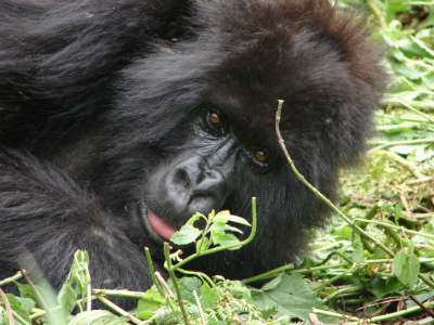 2 days gorilla trek Rwanda
