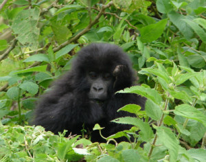 3 Day Congo Gorilla Safari