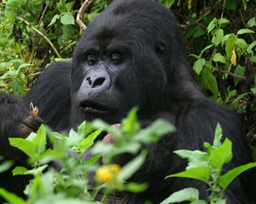 Affordable 3 Days Rwanda Gorilla & Golden Monkey Trekking Tour