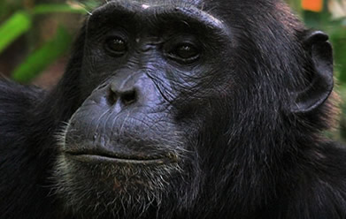 6 Days budget Rwanda gorillas & chimp tracking