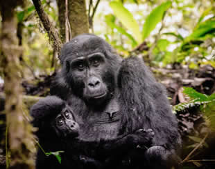 (Very Affordable) 2 Days Rwanda Gorilla Trekking Package Cost