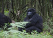 3 Days Uganda Gorilla Tour from Kigali