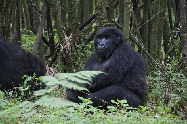 3 Days Uganda Gorilla Tour from Kigali