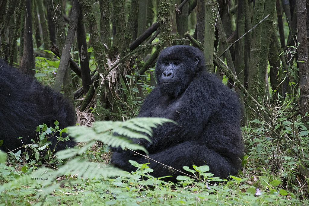 3 Days Uganda Gorilla Tour from Kigali
