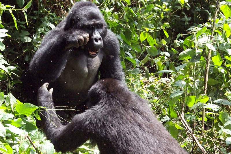 Best time to go gorilla trekking in uganda and Rwanda