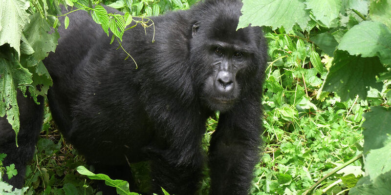 15 days Uganda safari