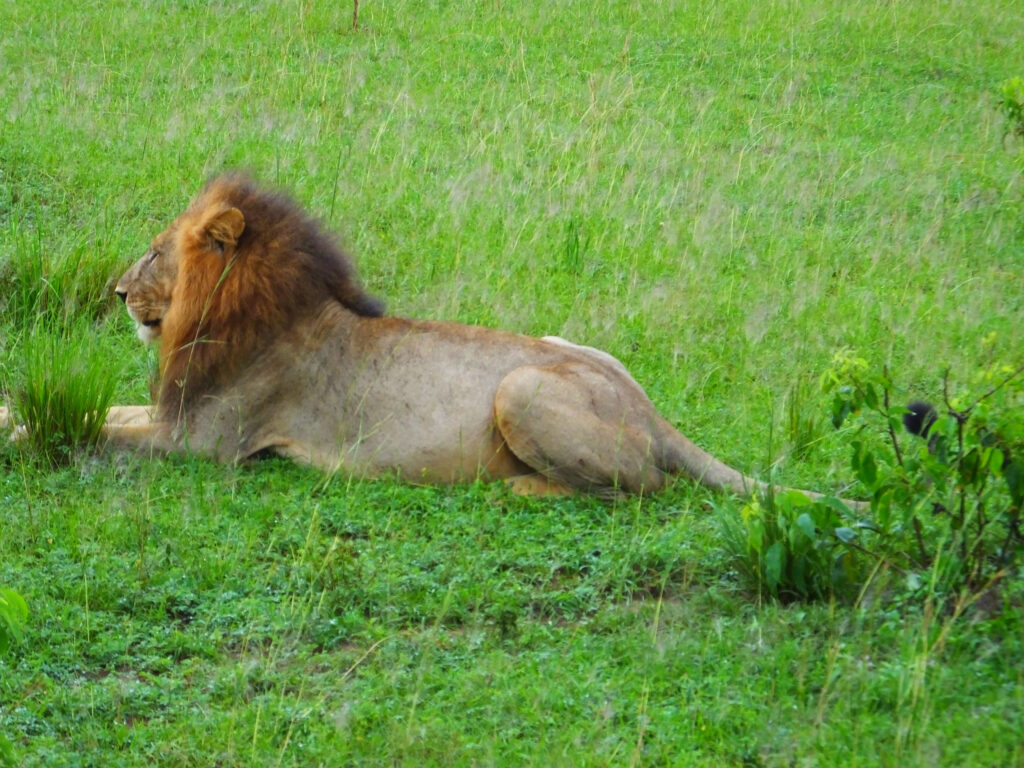 Murchison Falls National Park wildlife safari