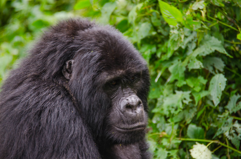 3 days Uganda Gorilla trekking from Kigali